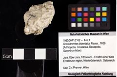 Foto (Objket + Etiketten) von Goniodromites bidentatus (Reuss, 1859) 